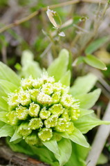 山菜(ふきのとう)