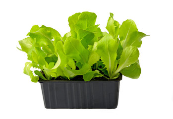 Kopfsalat