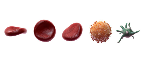 Blutbahn mit Erythrozyten (rote Blutkörperchen) - obrazy, fototapety, plakaty
