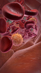 Blutbahn mit Erythrozyten, Thrombozyten und Leukozyten