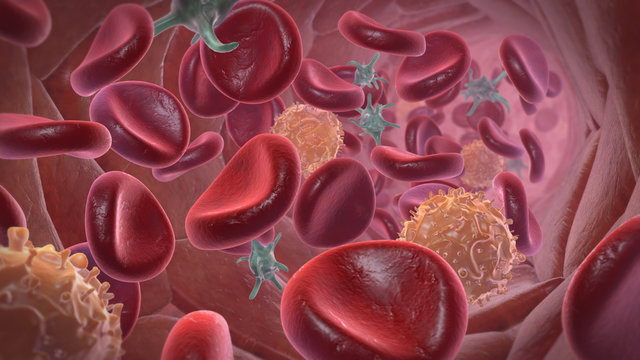 Blutbahn mit Erythrozyten, Thrombozyten und Leukozyten