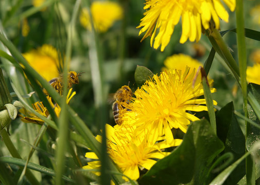 Honigbienen im Anflug