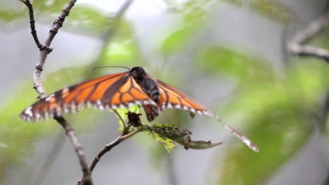 Monarca Butterfly Slow Motion