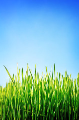 Fototapeta premium Green wheat on sky