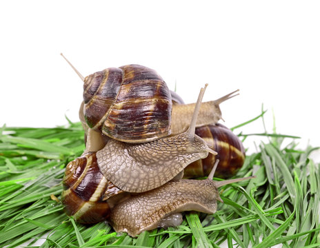 Garden snail (Helix aspersa) Snails source of protein