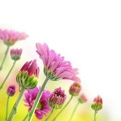 purple flower design