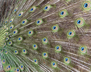 Obraz premium Peacock's tail