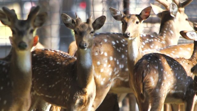 Deers