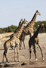 Giraffenherde