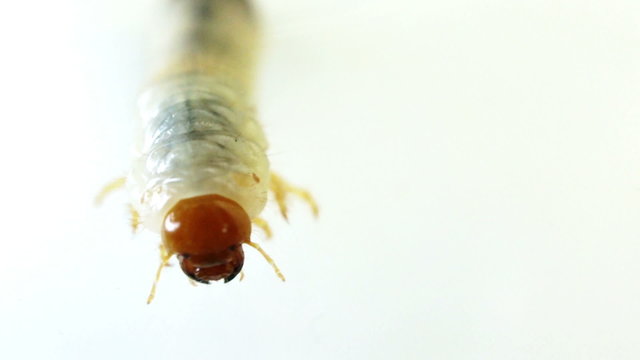 June Bug larvae