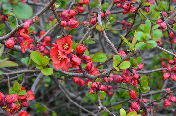 Obraz premium zierquitte