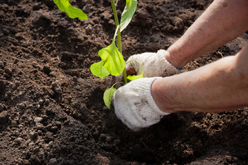 Planting