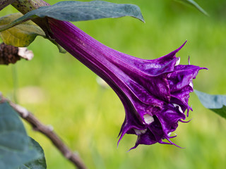 Purple datura flower (Catura metel Linn. in science name)
