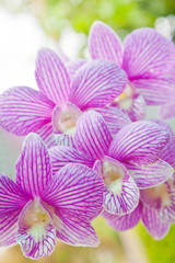 Fototapeta na wymiar Orchid in the garden