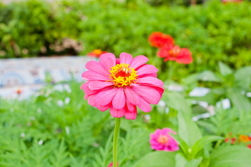 Obraz premium Pink flowers in garden