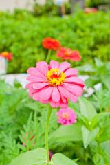 Pink flowers in garden