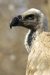 White-backed vulture (Gyps africanus)