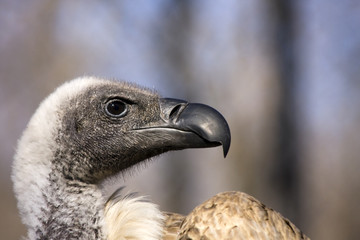White-backed vulture (Gyps africanus)