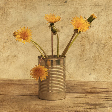 fiori di tarassaco