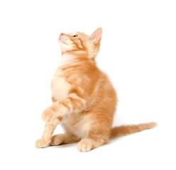 Cute yellow kitten on white background