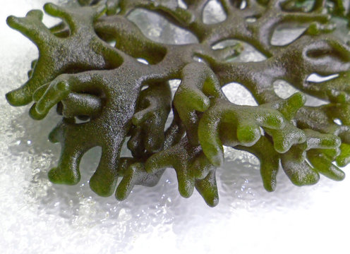 Seaweed of Hawaii