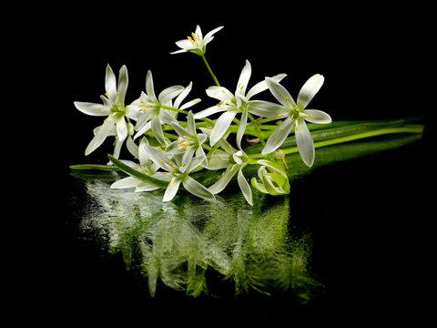 Ornithogalum umbellatum flower