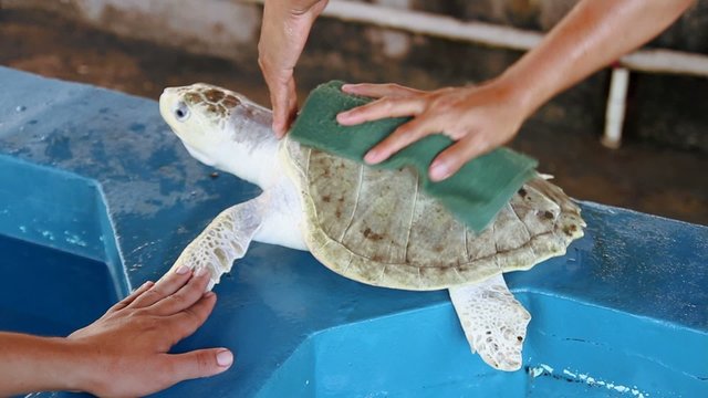Washing Turtle shell