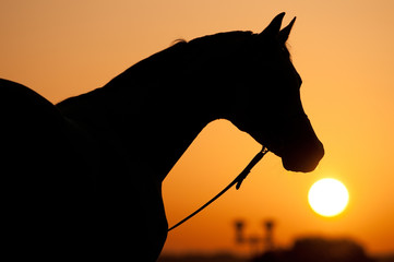 silhouette of Arabian horse and sunrise - 40854947