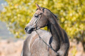 Obraz na płótnie Canvas Arabian grey horse portrait in summer