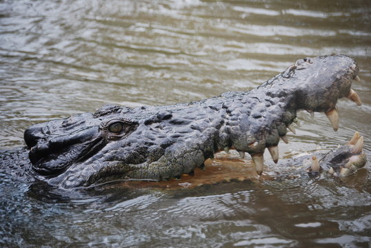 Crocodile