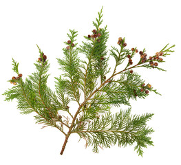 Cedar Leaves