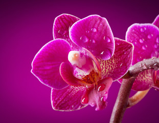 mini orchidée sur fond rose