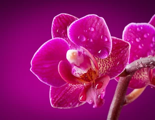 Papier Peint photo Orchidée mini orchidée sur fond rose
