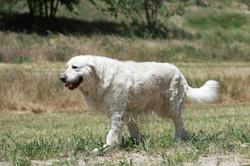 golden retriever müde