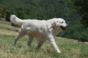 amplitude du pas du golden retriever