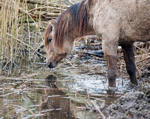 Konik horse drinking water