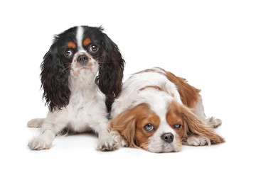 two Cavalier King Charles Spaniel dogs
