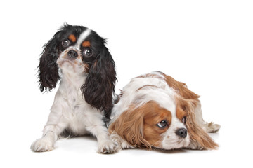 two Cavalier King Charles Spaniel dogs