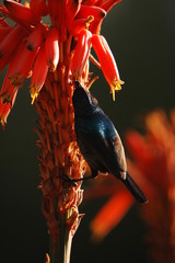 Palestine Sunbird (Nectarinia osea) male on aloe vera