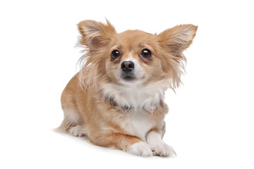 mixed breed Chihuahua