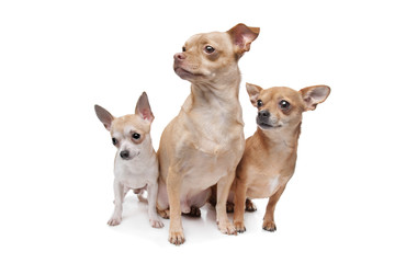 three chihuahua dogs