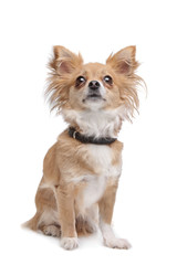 mixed breed Chihuahua
