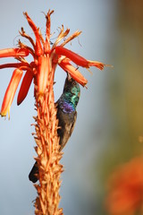 Palestine Sunbird (Nectarinia osea) male on aloe vera