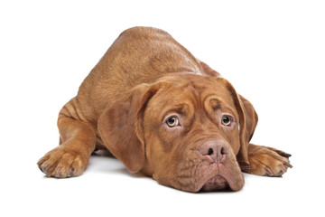 Obraz premium Dogue de Bordeaux