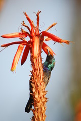 Palestine Sunbird (Nectarinia osea) male on aloe vera
