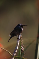 Palestine Sunbird (Nectarinia osea) male on aloe vera