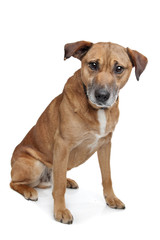 mixed breed dog