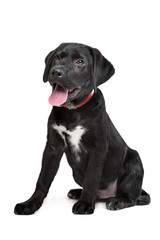 Black Labrador puppy