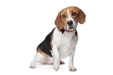 Beagle