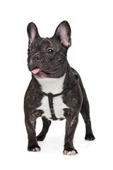 Black and White French Bulldog